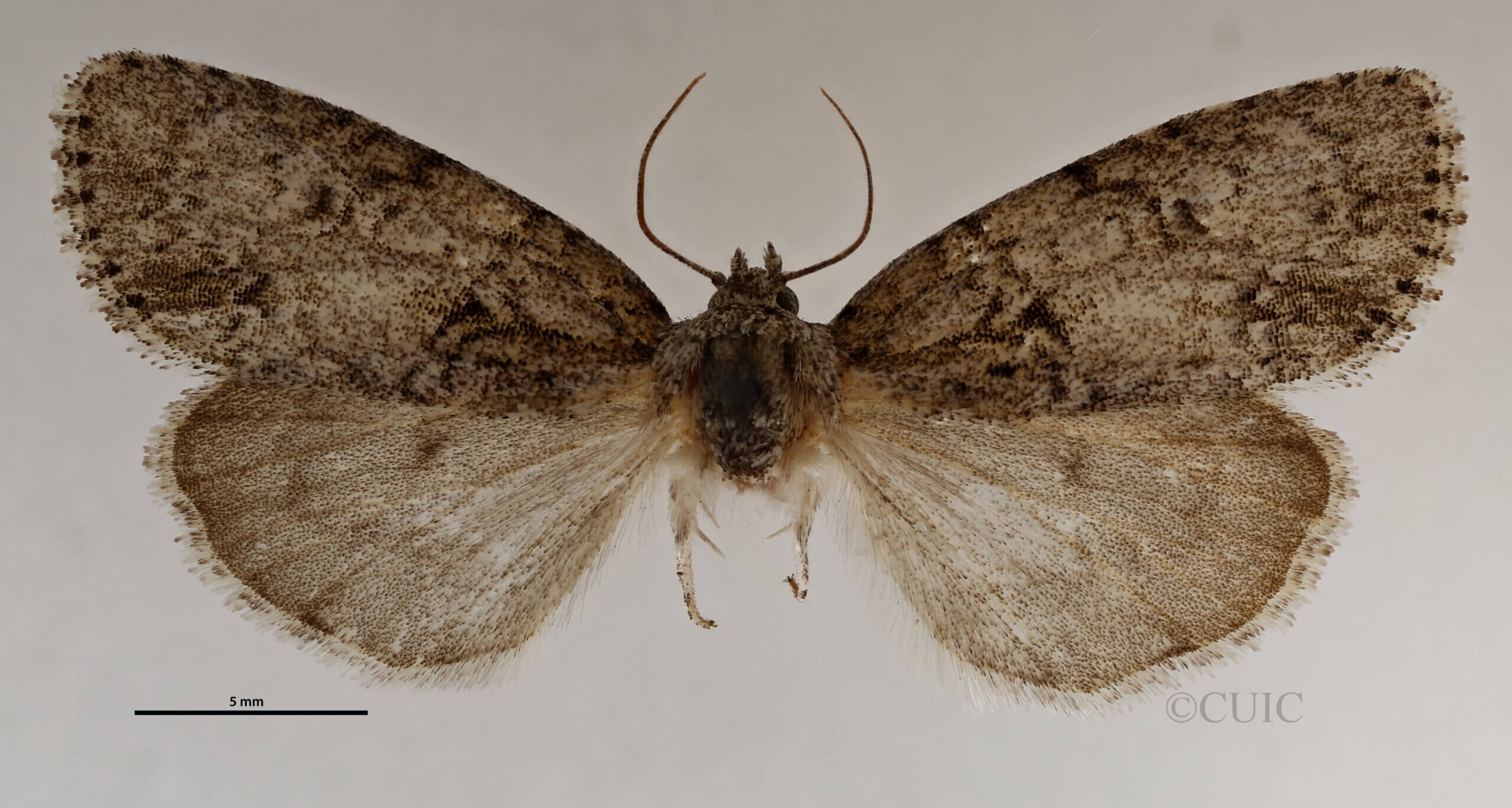 dorsal view of adult Acronicta retardata