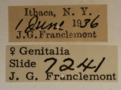 label view of adult Acronicta retardata