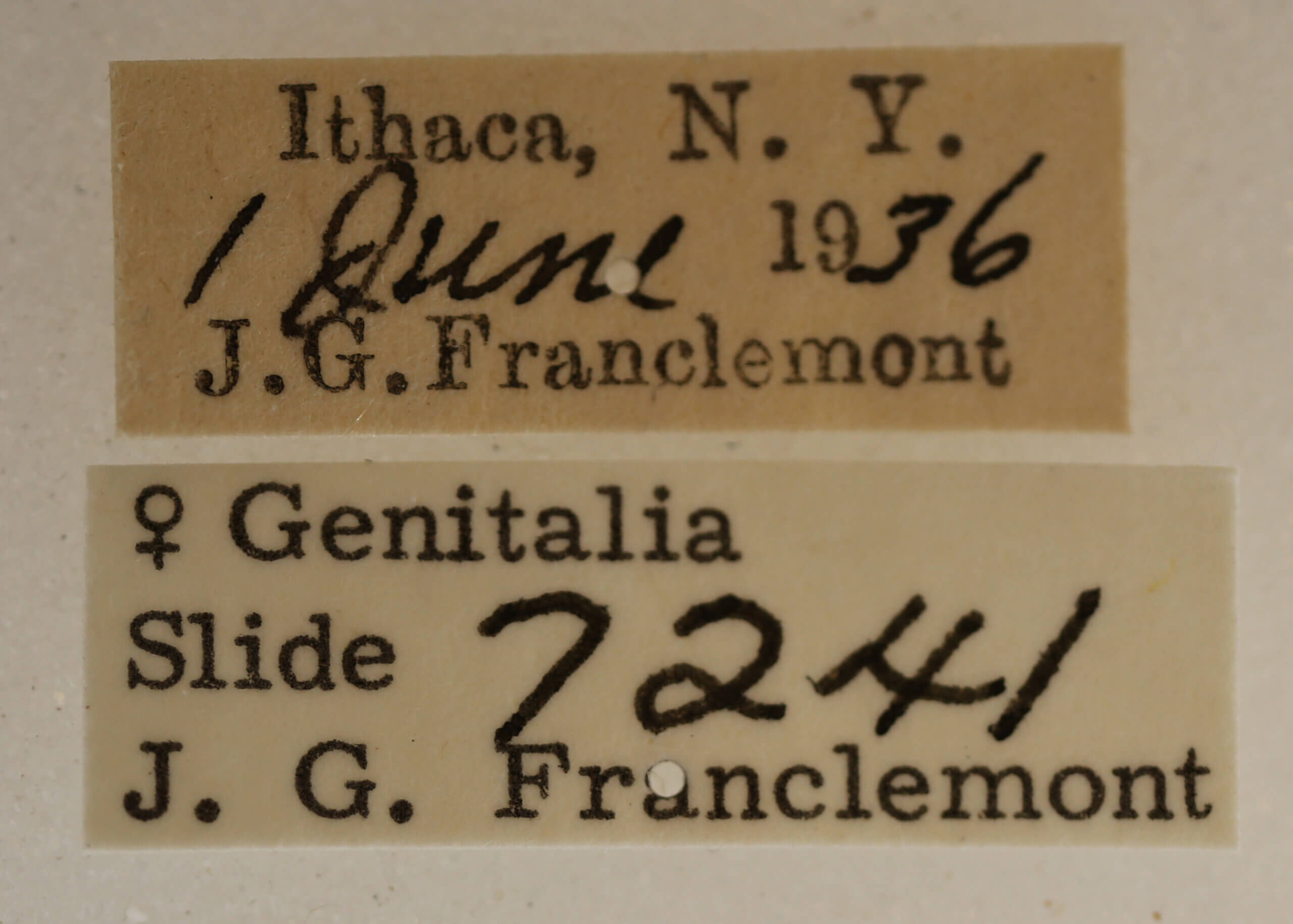 label view of adult Acronicta retardata