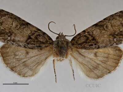 dorsal view of adult Acronicta retardata