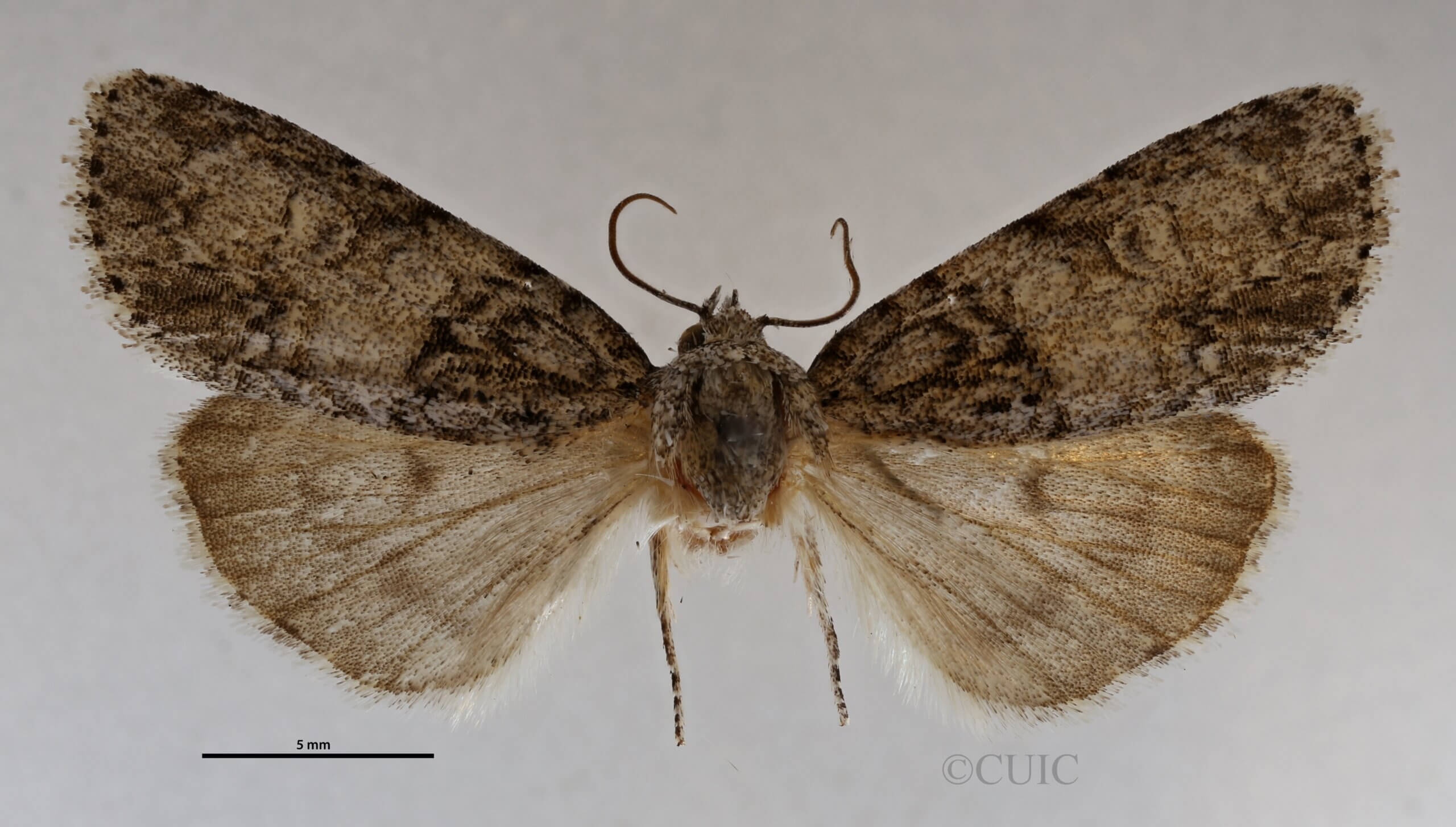 dorsal view of adult Acronicta retardata