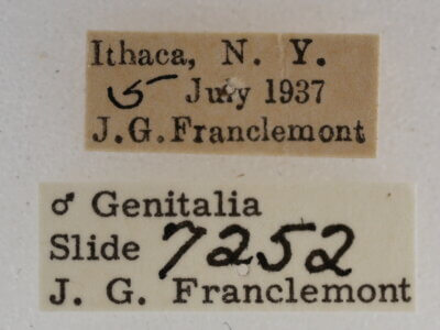 label view of adult Acronicta retardata