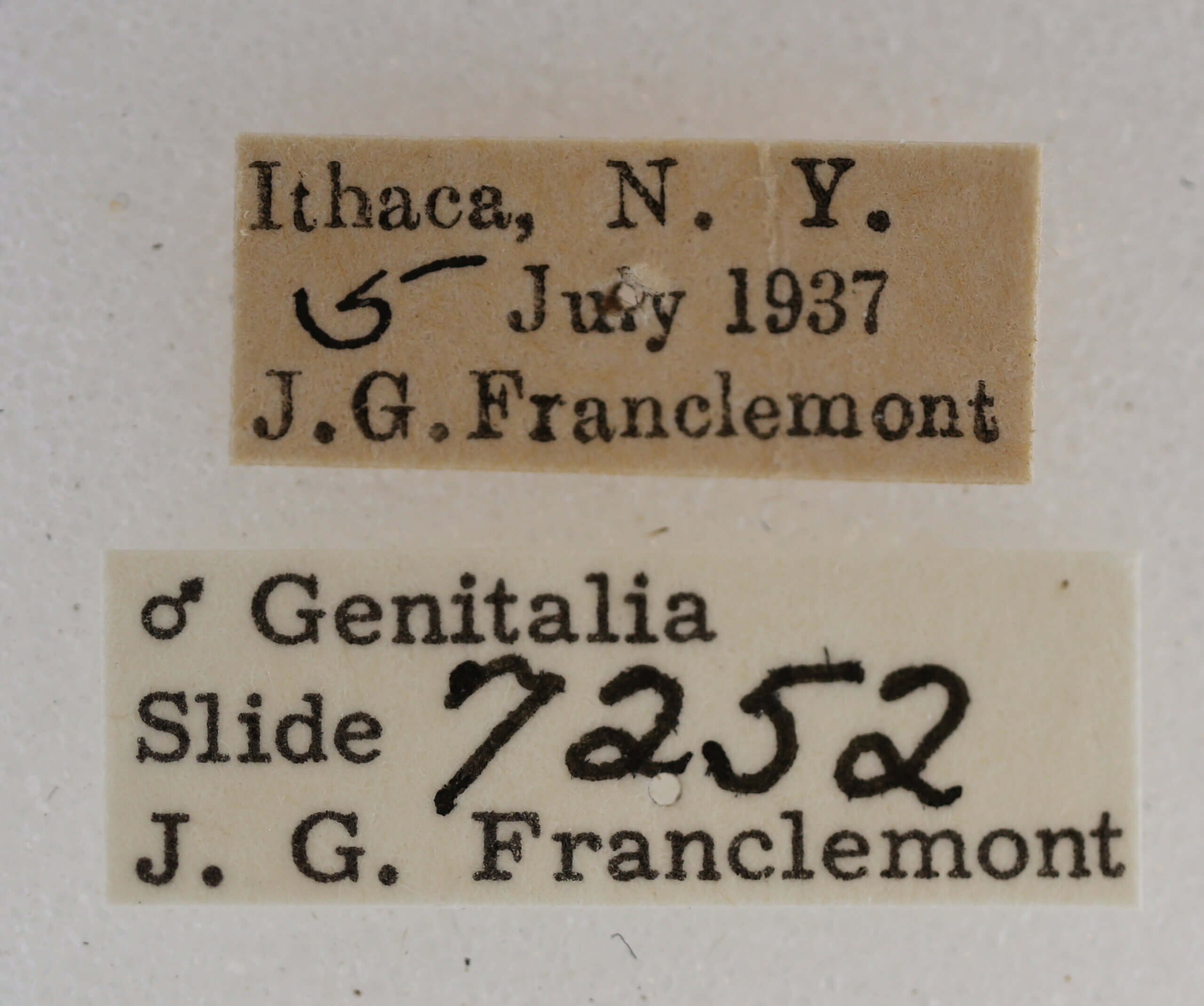 label view of adult Acronicta retardata