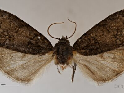 dorsal view of adult Acronicta retardata
