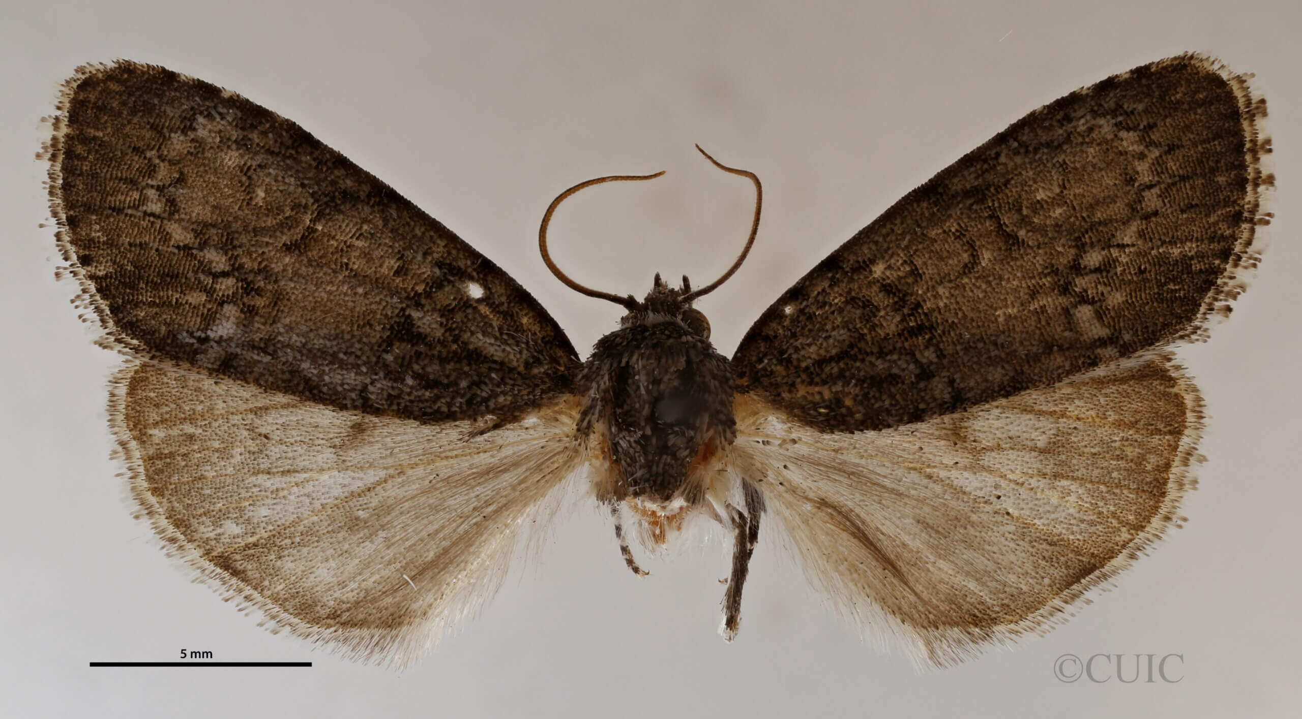 dorsal view of adult Acronicta retardata