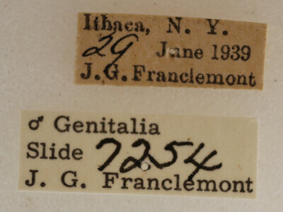 label view of adult Acronicta retardata