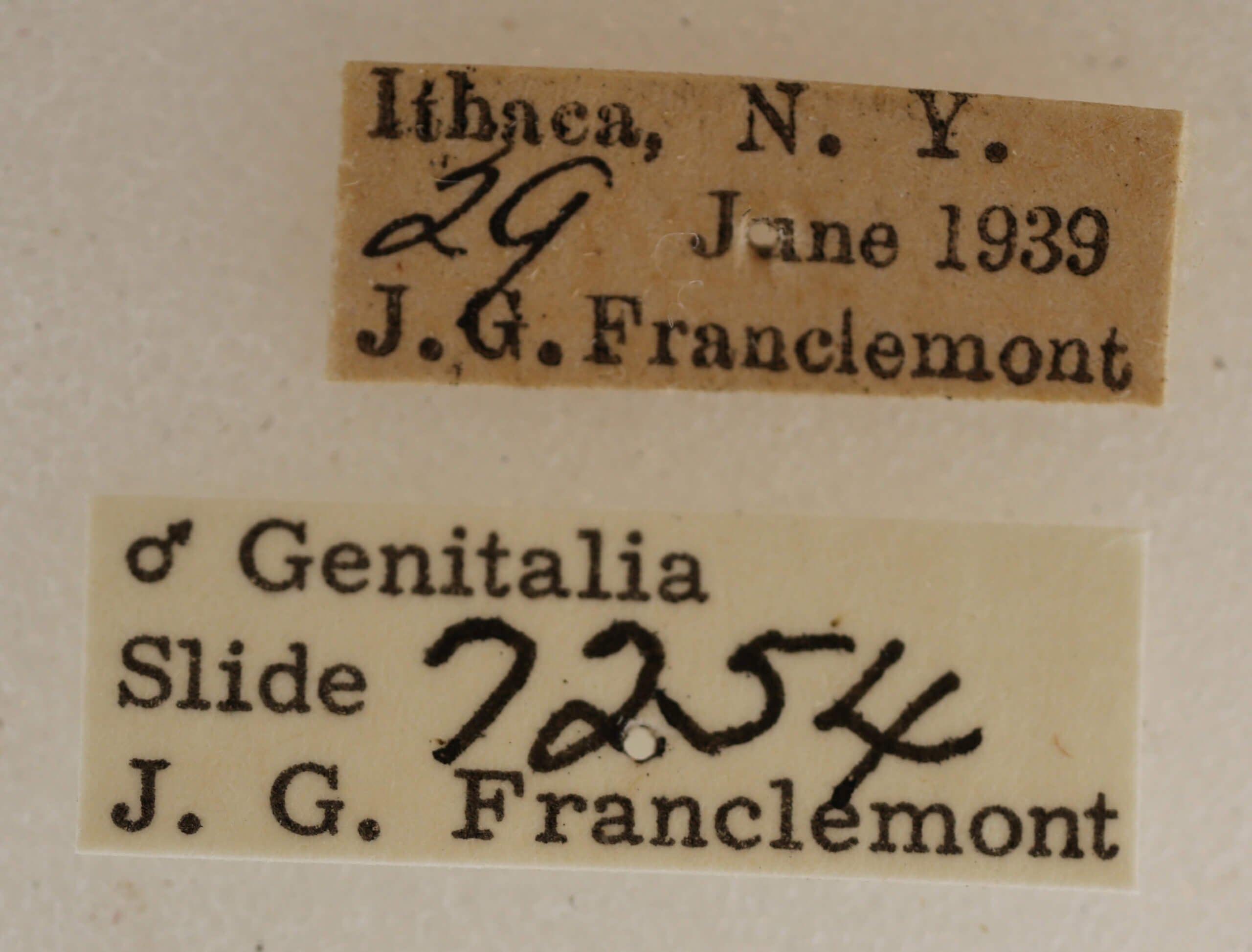 label view of adult Acronicta retardata