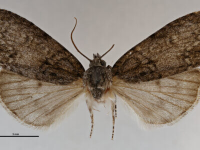 dorsal view of adult Acronicta retardata