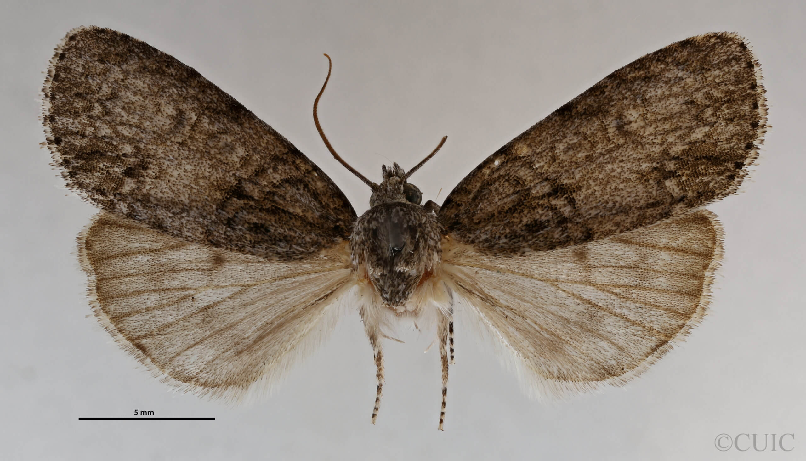 dorsal view of adult Acronicta retardata