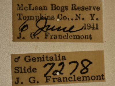 label view of adult Acronicta retardata