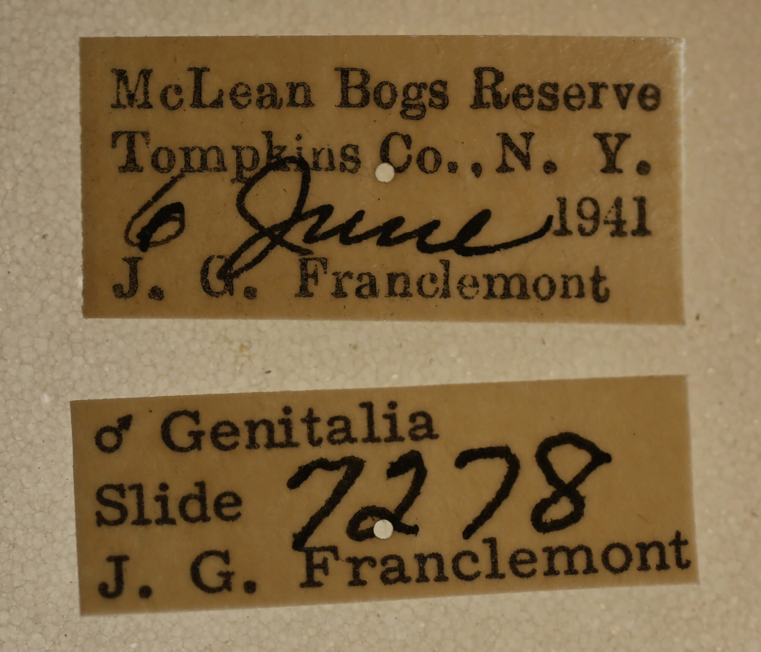 label view of adult Acronicta retardata