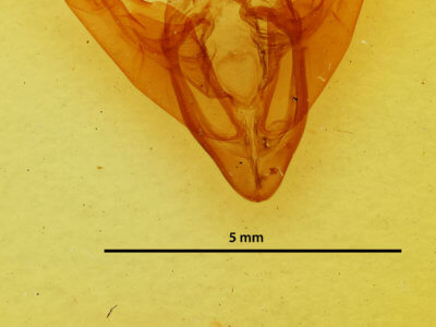 genitalia view of adult Abagrotis alternata