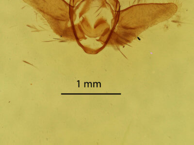 genitalia view of adult Acherdoa  ferraria