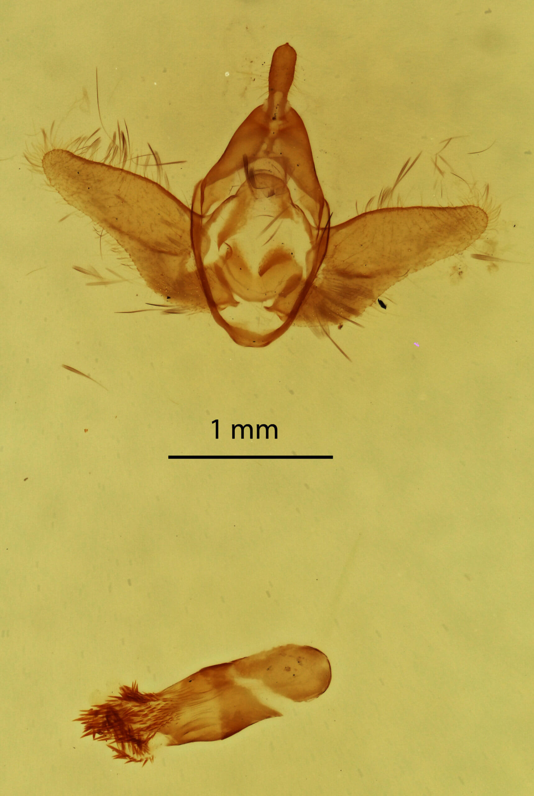genitalia view of adult Acherdoa  ferraria