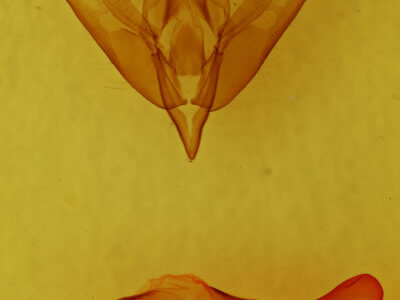 genitalia view of adult Acronicta afflicta