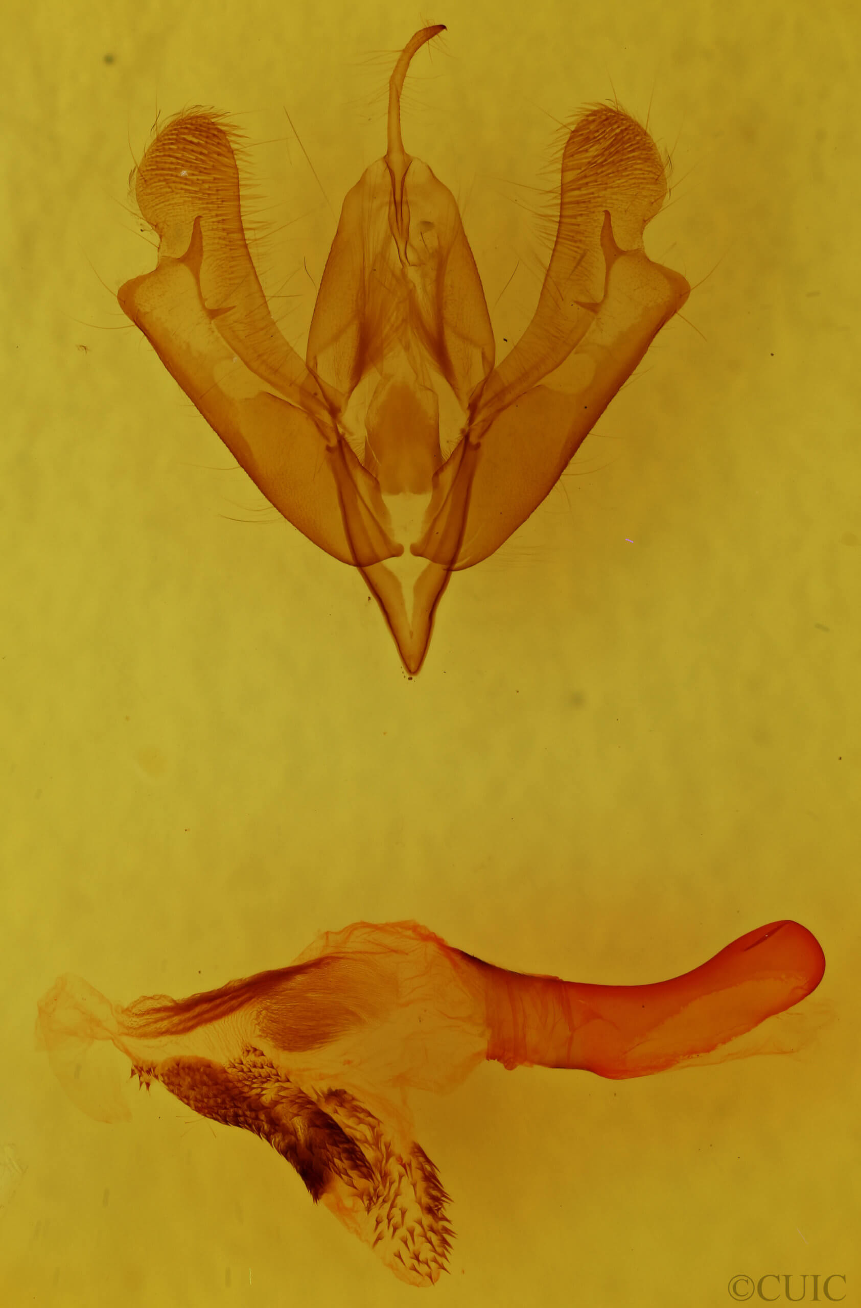 genitalia view of adult Acronicta afflicta