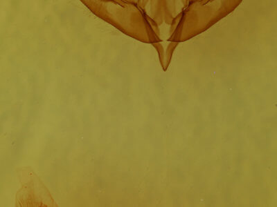 genitalia view of adult Acronicta albarufa