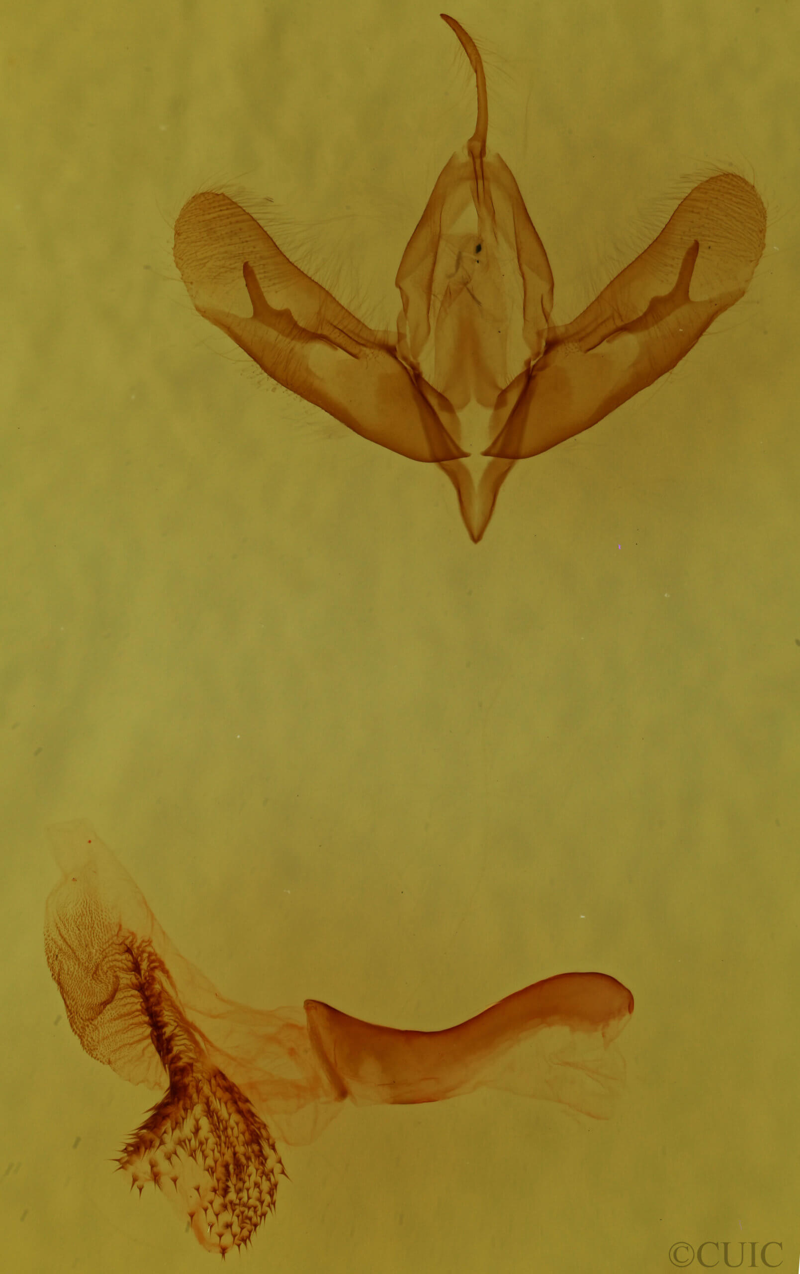 genitalia view of adult Acronicta albarufa