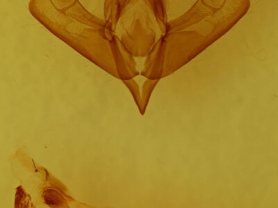 genitalia view of adult Acronicta brumosa