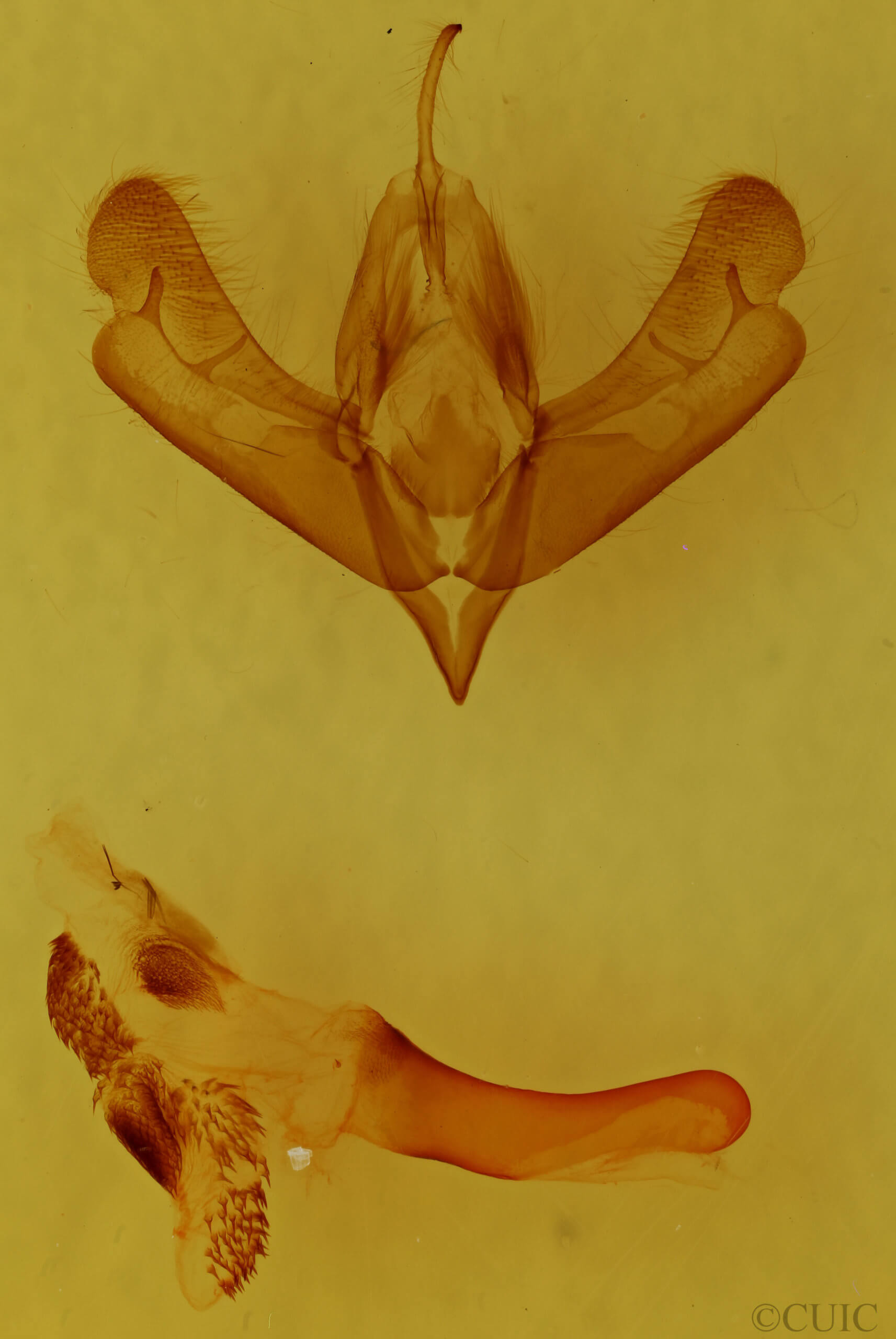 genitalia view of adult Acronicta brumosa