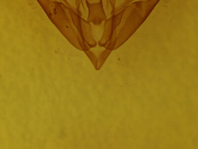 genitalia view of adult Acronicta connecta