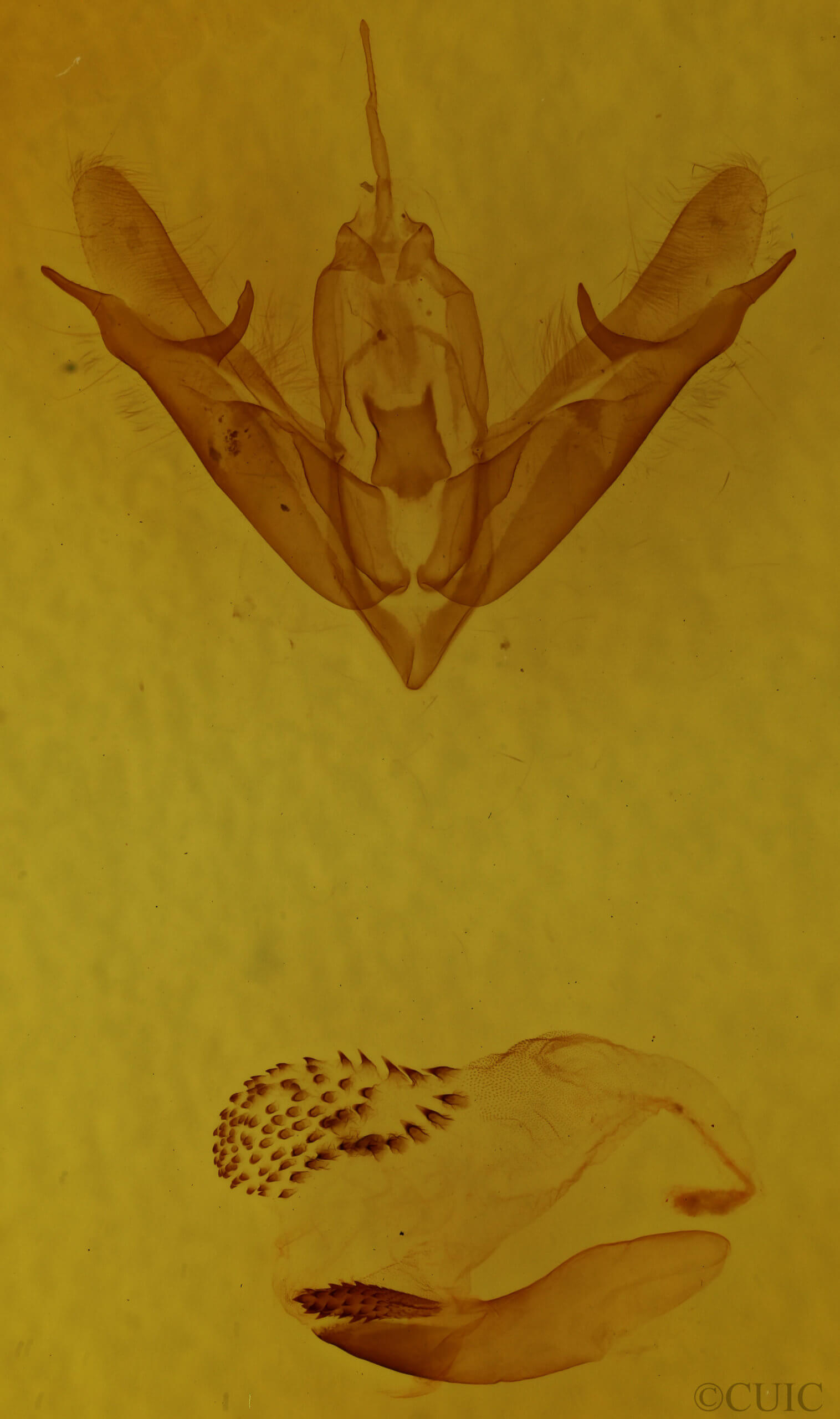 genitalia view of adult Acronicta connecta