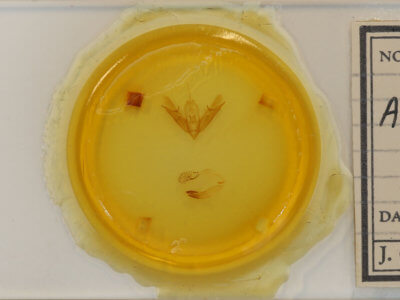 slide view of adult Acronicta connecta