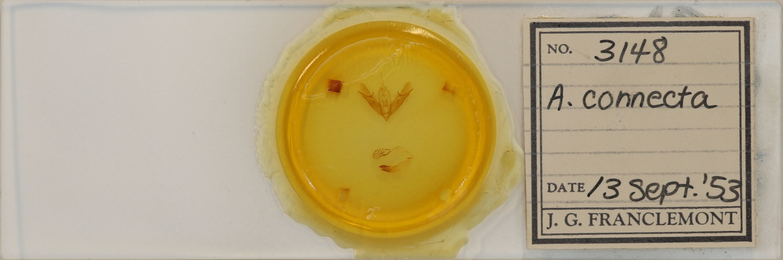 slide view of adult Acronicta connecta