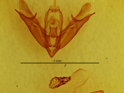 genitalia view of adult Acronicta connecta