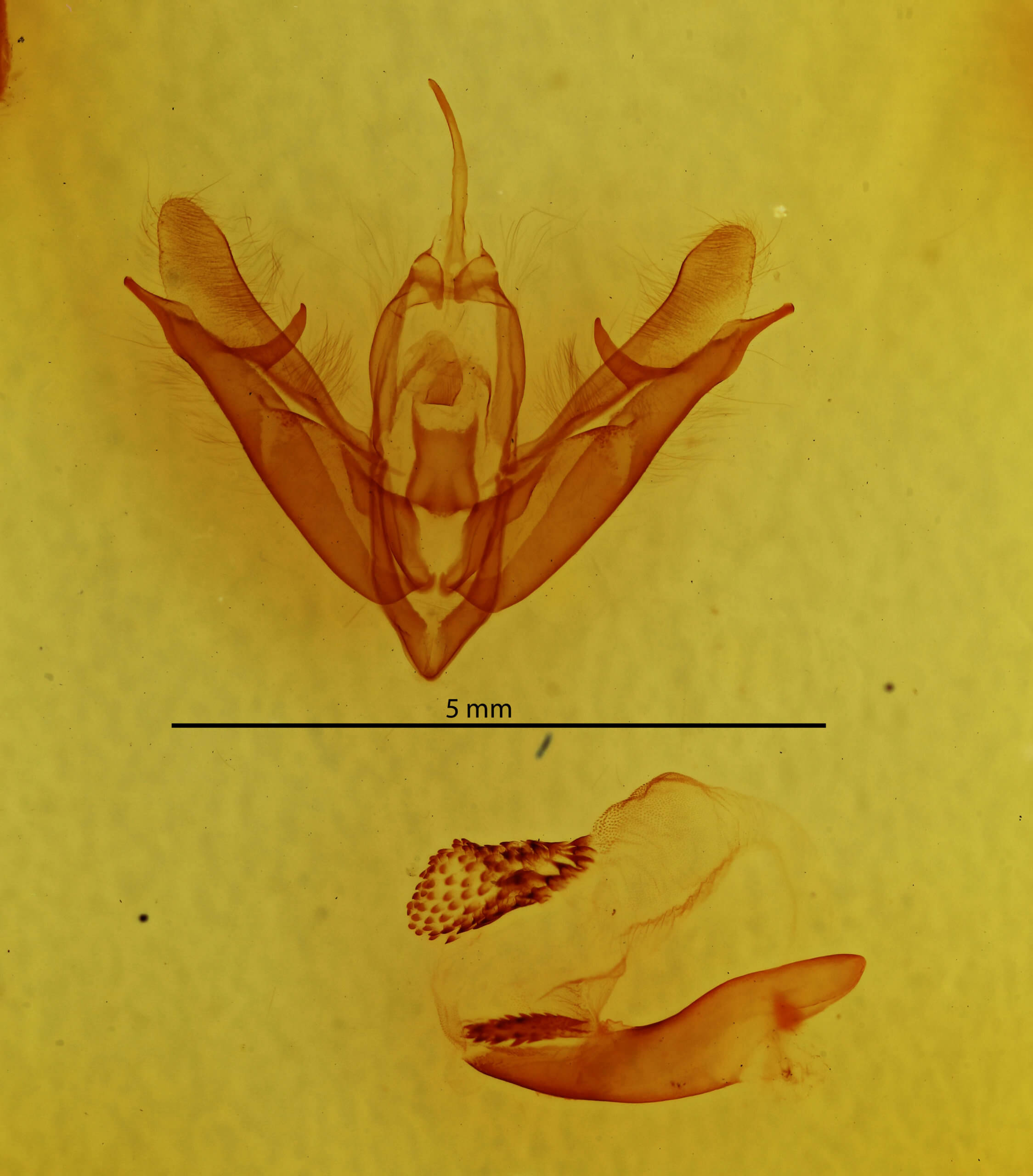 genitalia view of adult Acronicta connecta