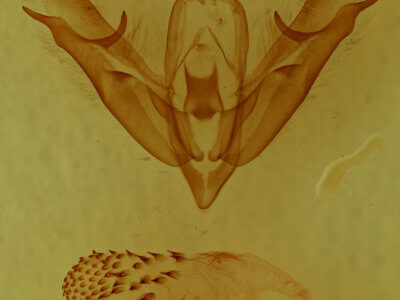genitalia view of adult Acronicta connecta