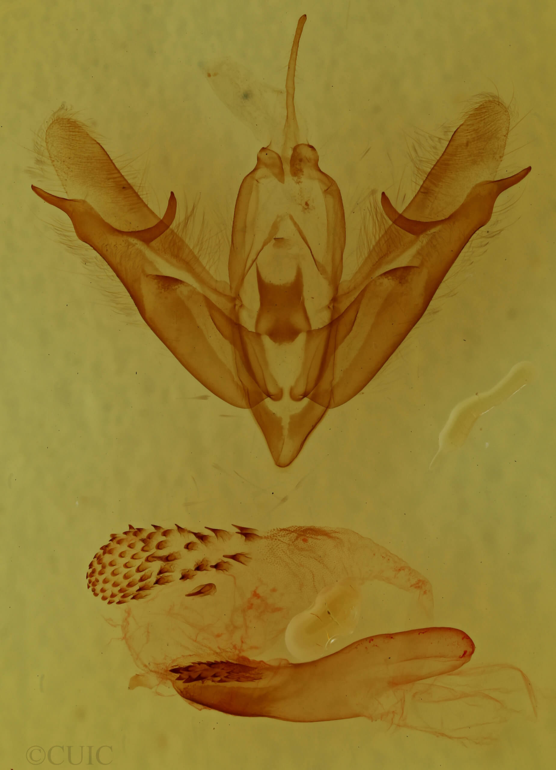 genitalia view of adult Acronicta connecta