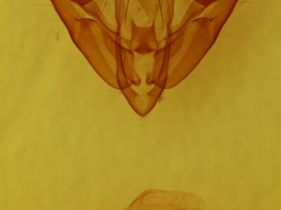 genitalia view of adult Acronicta connecta