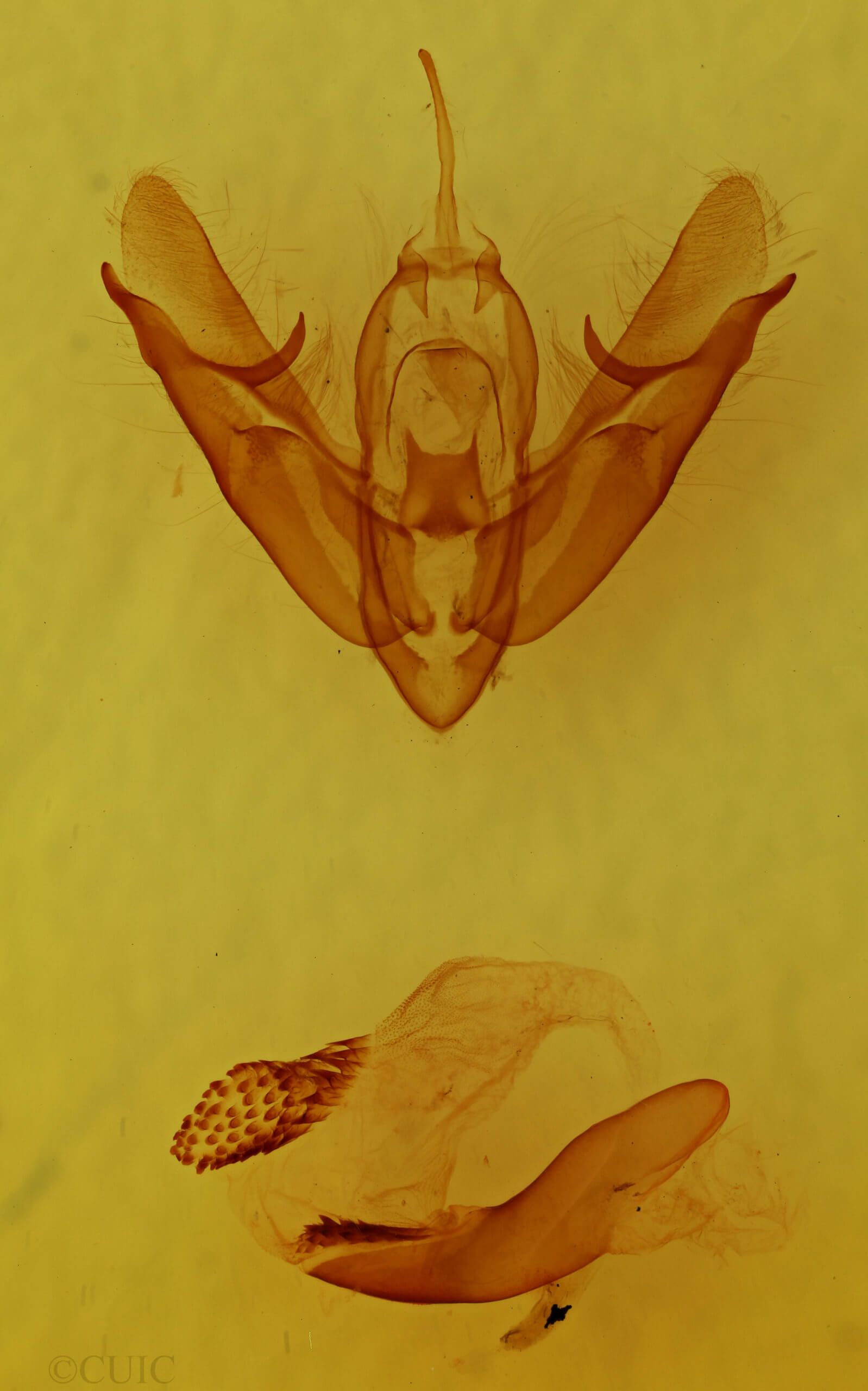 genitalia view of adult Acronicta connecta