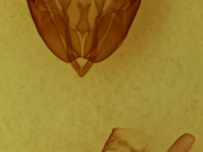 genitalia view of adult Acronicta hasta