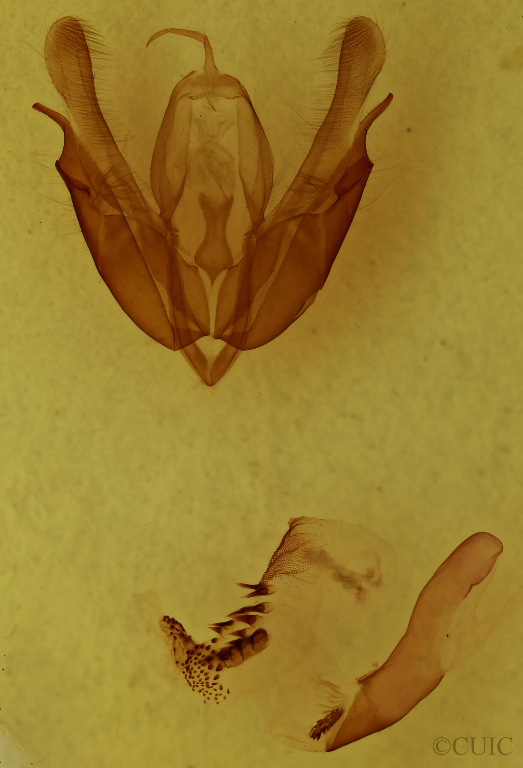 genitalia view of adult Acronicta hasta