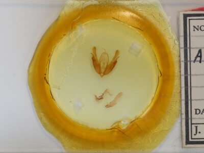 slide view of adult Acronicta hasta