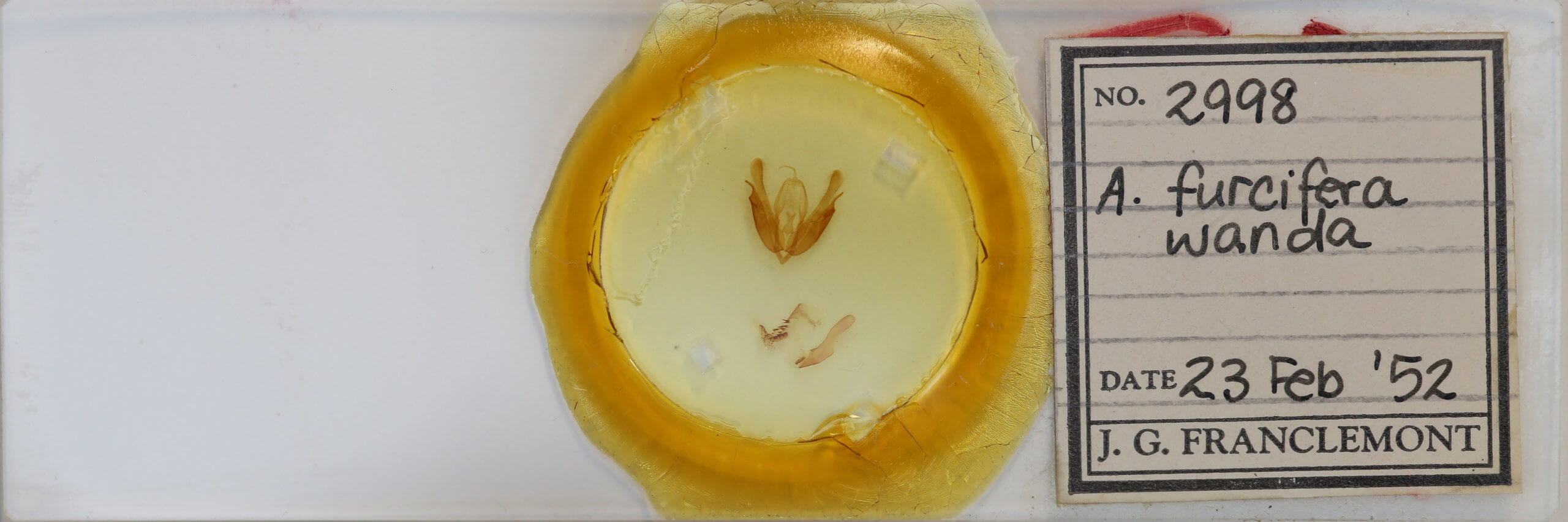 slide view of adult Acronicta hasta