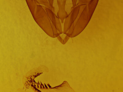 genitalia view of adult Acronicta hasta