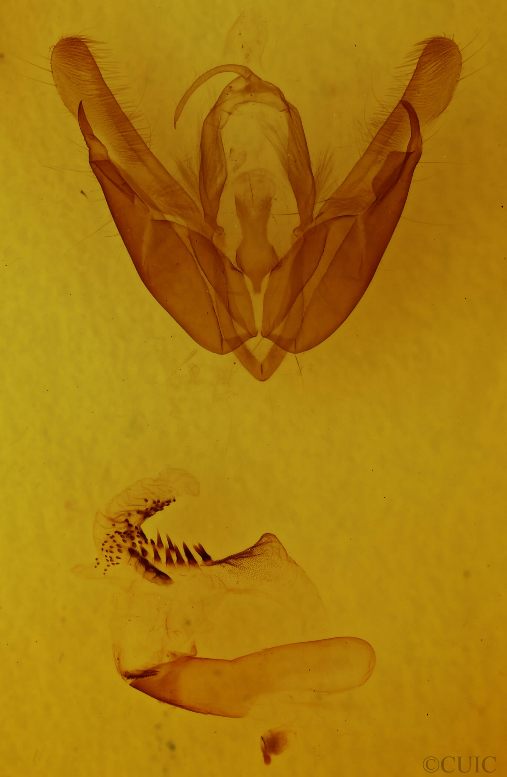 genitalia view of adult Acronicta hasta