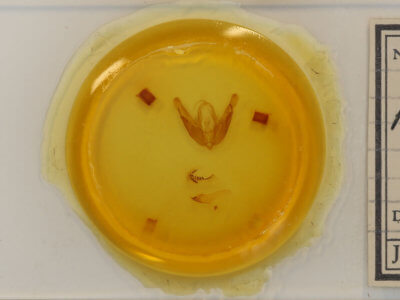 slide view of adult Acronicta hasta