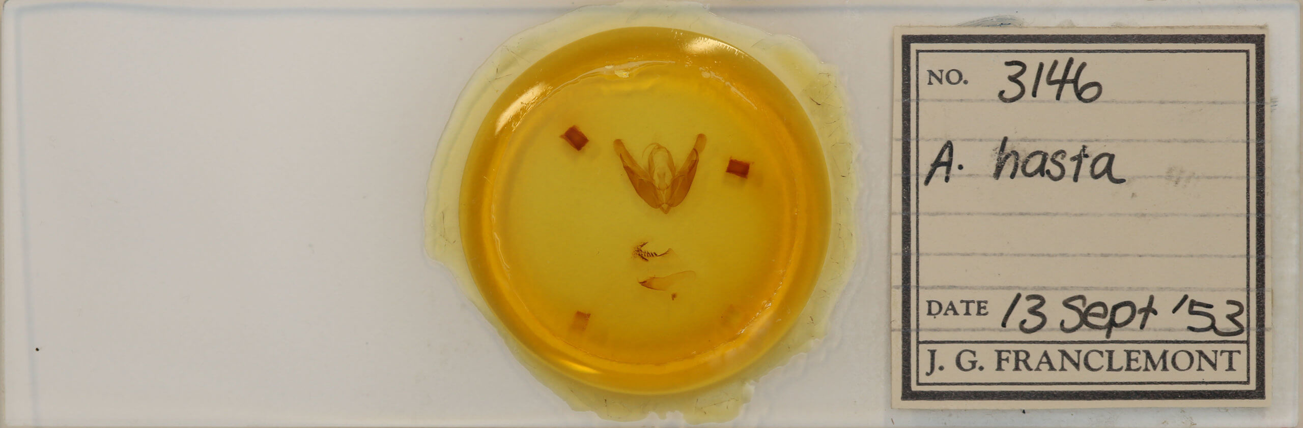 slide view of adult Acronicta hasta