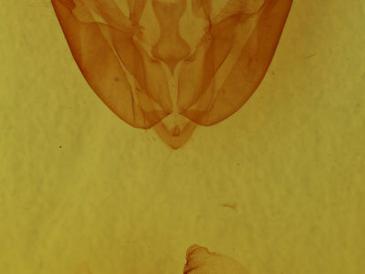 genitalia view of adult Acronicta hasta