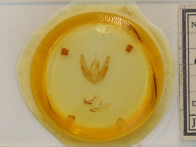 slide view of adult Acronicta hasta