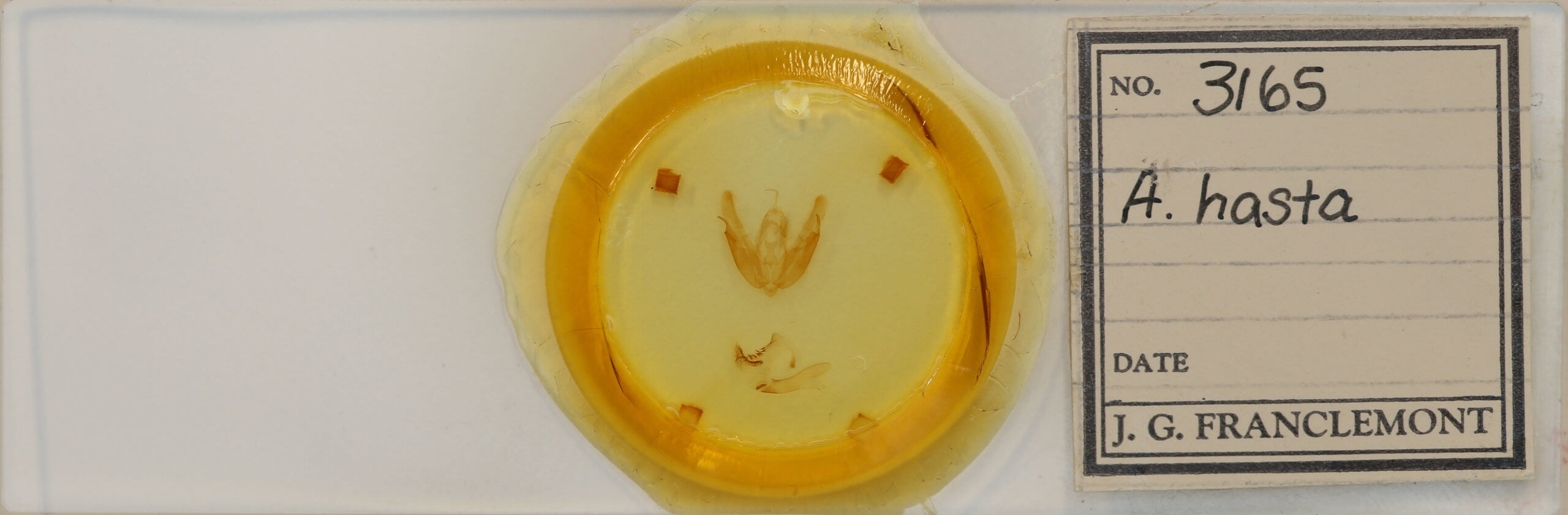 slide view of adult Acronicta hasta