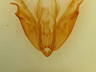 genitalia view of adult Acronicta hasta