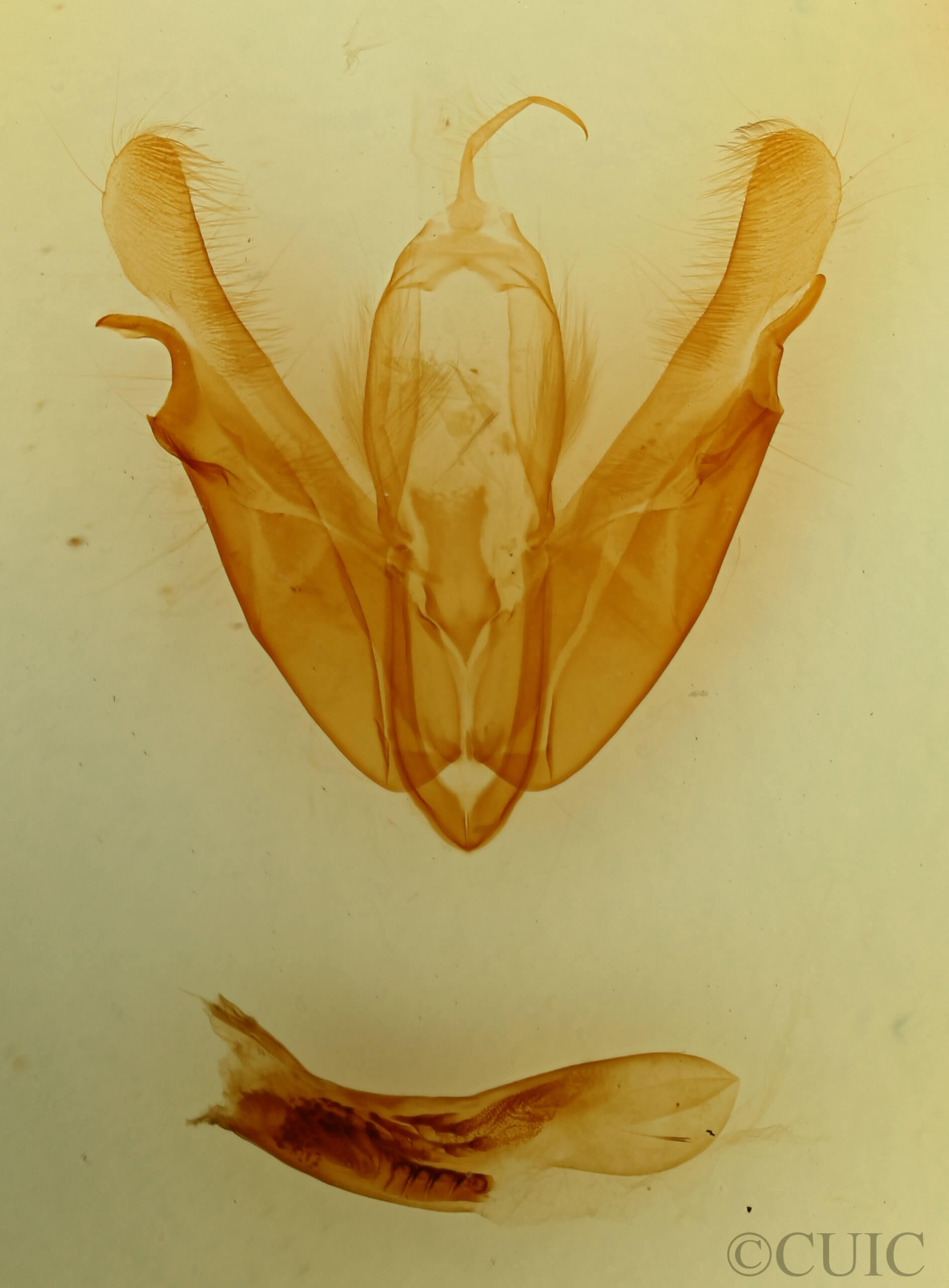 genitalia view of adult Acronicta hasta