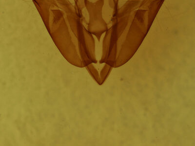 genitalia view of adult Acronicta interrupta