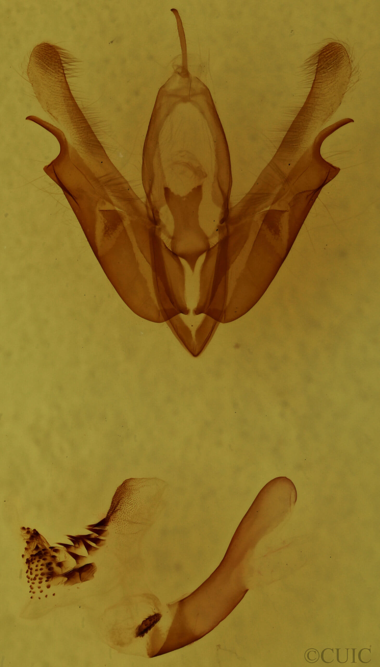 genitalia view of adult Acronicta interrupta