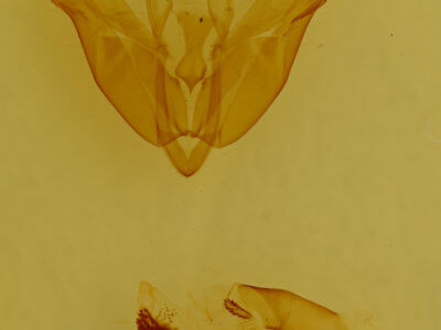 genitalia view of adult Acronicta laetifica